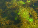 Bladderwort