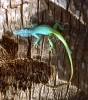 Blue headed Anole