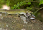 Blue headed Anole