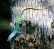 Blue headed Anole