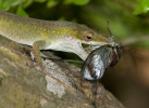 Blue headed Anole