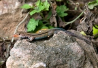 Blue-tailed Lizard