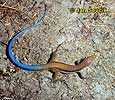 Blue-tailed Lizard