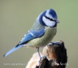 Blue Tit