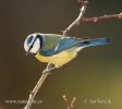 Blue Tit