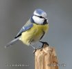 Blue Tit