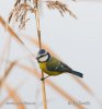 Blue Tit