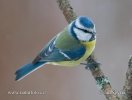 Blue Tit