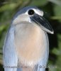 Boat-billed Heron