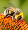 Bombus lucorum