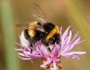 Bombus terrestris