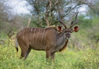 Böyük kudu