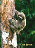 Bradypus variegatus