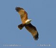 Brahminy Kite