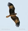 Brahminy Kite