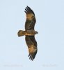 Brahminy Kite