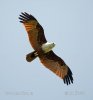 Brahminy Kite