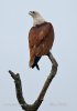 Brahminy Kite