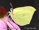 Brimstone butterfly