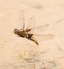 Broad-bodied Chaser