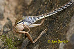 Bronzeback Tree Snake