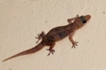 Brook's House Gecko