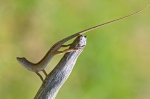 Brown Anole