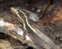 Brown Basilisk