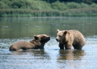 Brown Bear