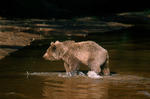 Brown Bear