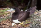 Brown Booby