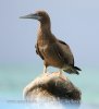 Brown Booby