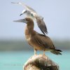 Brown Booby