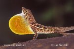 Brown Common Anole