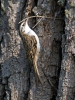 Brown Creeper