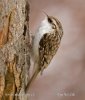 Brown Creeper