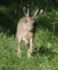 Brown Hare