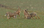 Brown Hare