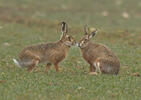 Brown Hare