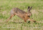 Brown Hare