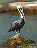 Brown Pelican