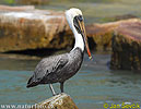 Brown Pelican