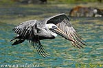 Brown Pelican