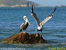 Brown Pelican