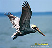 Brown Pelican