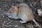 Brown Rat