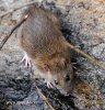 Brown Rat