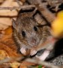 Brown Rat