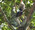 Brown-throated three-toed sloth