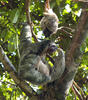 Brown-throated three-toed sloth